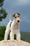 FOX TERRIER 605